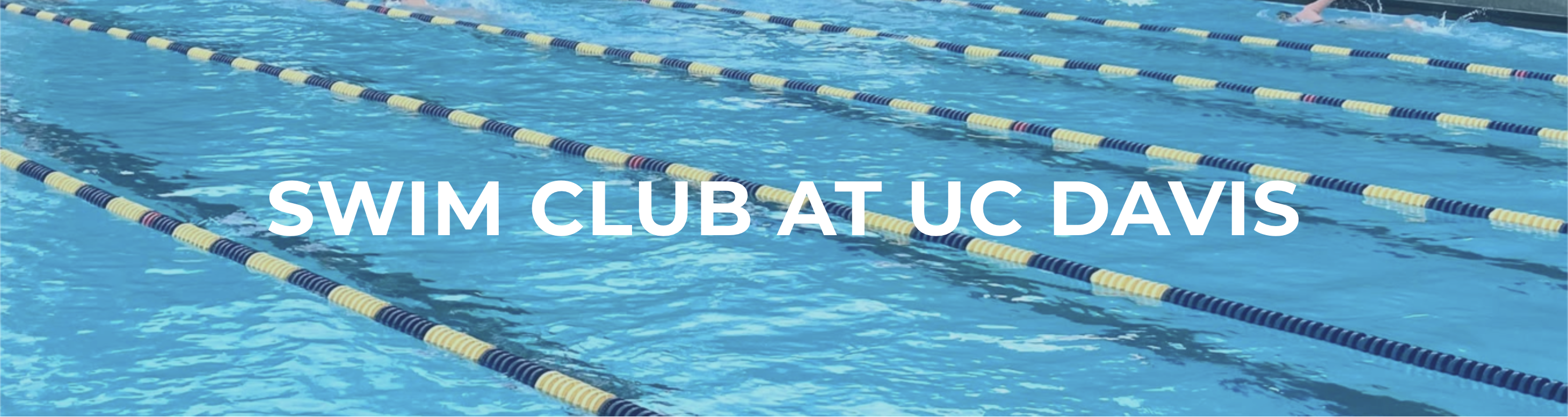 Swim Club at Uc Davis Cover Image